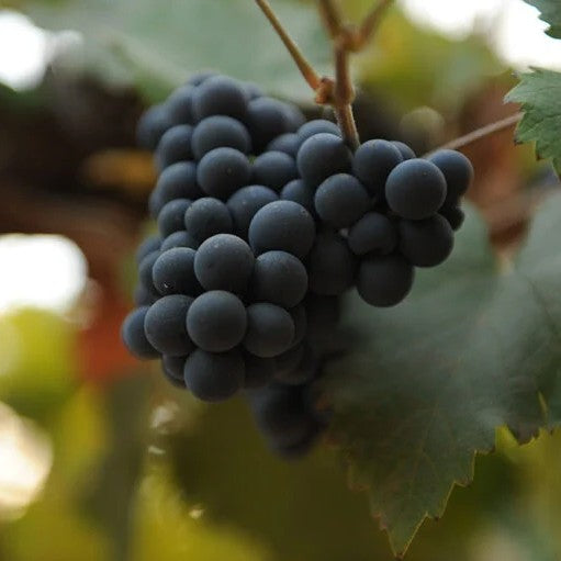 Quady Elysium Black Muscat (Half)