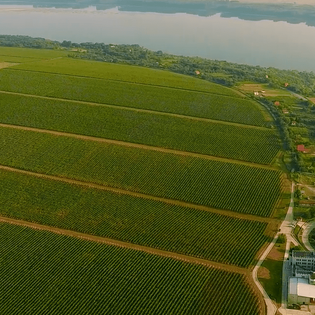 Côte du Danube Viognier, Burgozone