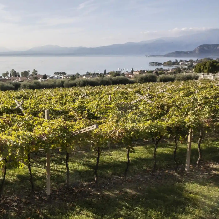 Prosecco DOC, Cantina di Castelnuovo del Garda