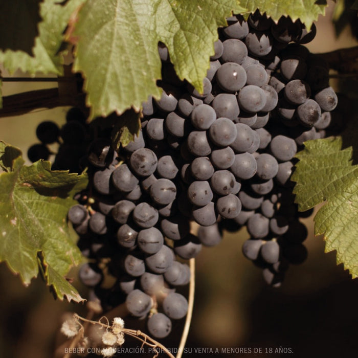 Escorihuela Gascon Malbec Grand Reserve
