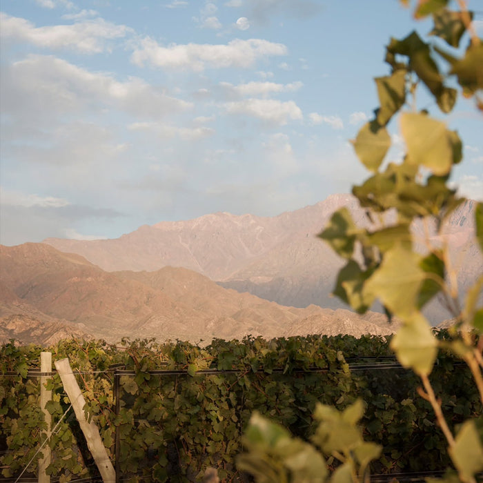 Escorihuela Gascon Malbec Grand Reserve