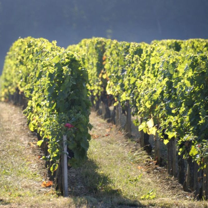 Chateau Faizeau 2020, Montagne St Emilion