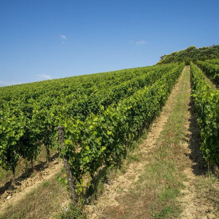 'Geografico' Vernaccia di San Gimignano DOCG, Borgo Alla Terra