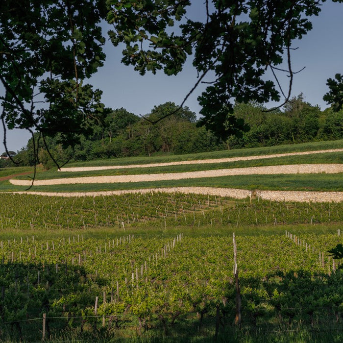 Chateau Laroque 2016, St Emilion Grand Cru Classe