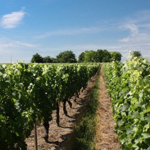 Château Lestage Simon 2020, Haut Medoc