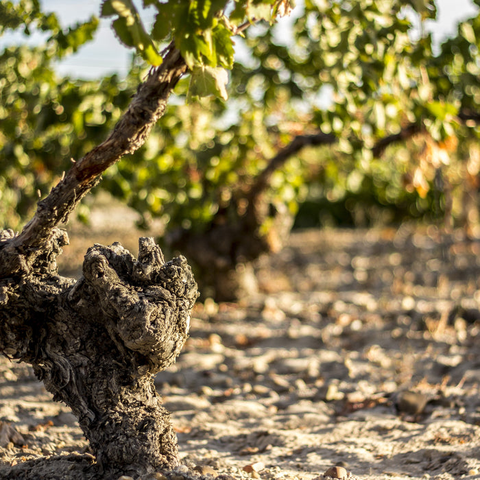 Marques de Caceres 'Excellens' Rioja Rosé