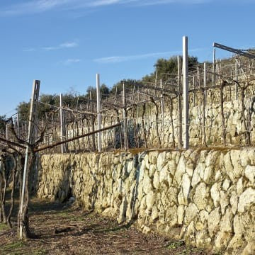 Corvina IGT Verona, Cantina Negrar