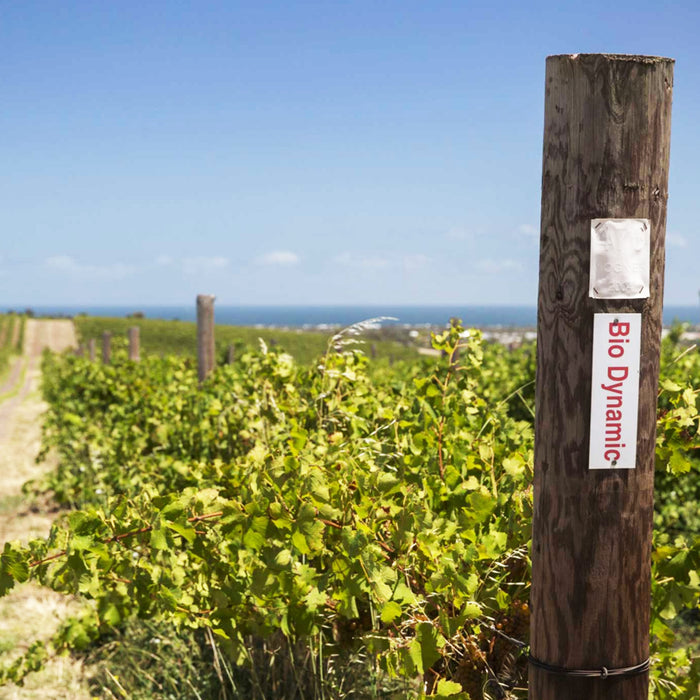 Paxton Pollinator (NOW) Shiraz  (Biodynamic)