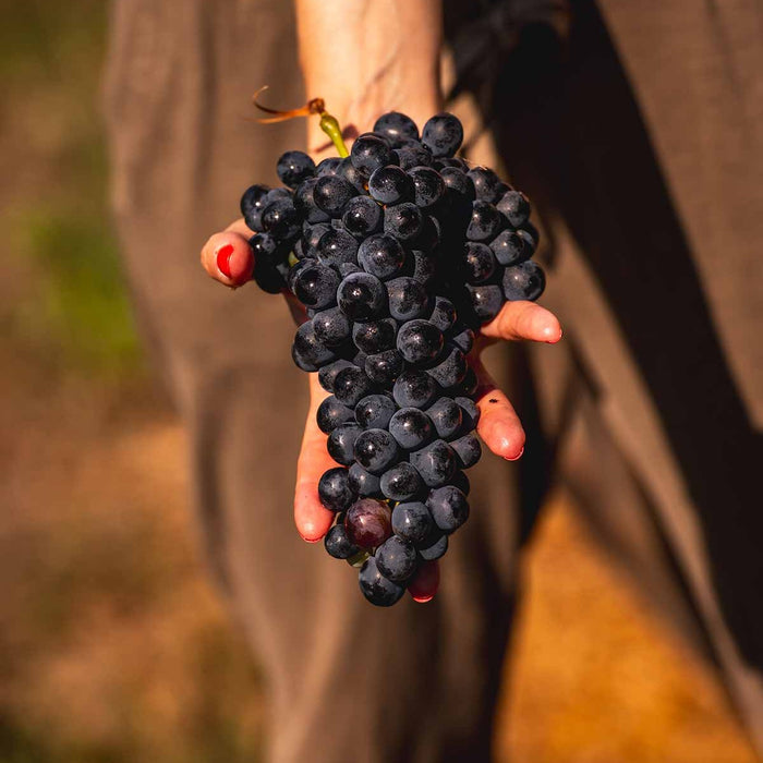 Barbera Appassimento DOC, Riva Leone