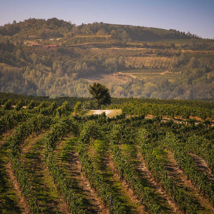 Barbera Appassimento DOC, Riva Leone
