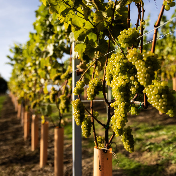 'Silurian' Grande Cuvee 2023, Upper Southwood Estate