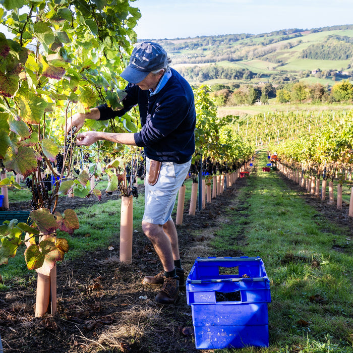 'Silurian' Grande Cuvee 2023, Upper Southwood Estate