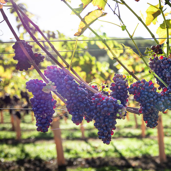 'Silurian' Grande Cuvee 2023, Upper Southwood Estate