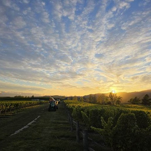 Stoney River Merlot, Hawkes Bay